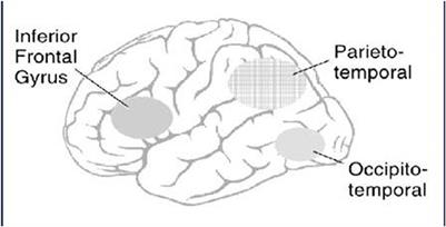 How understanding and strengthening brain networks can contribute to elementary education